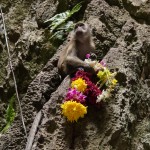 Aben har stjålet en af de blomsterkranse, der er ofret til guderne, og spiser den. Foto: Lizandra Pultz